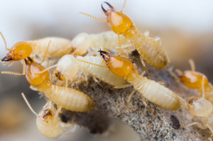 Termites